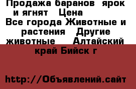 Продажа баранов, ярок и ягнят › Цена ­ 3 500 - Все города Животные и растения » Другие животные   . Алтайский край,Бийск г.